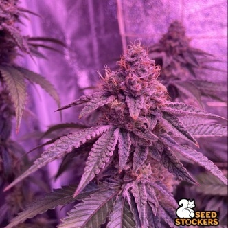 Barcelona Puff (Seedstockers) feminisoitu