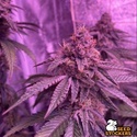 Barcelona Puff (Seedstockers) Feminisoidut