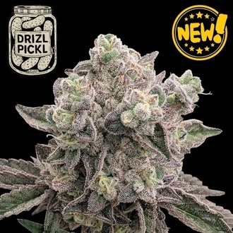 Drizl Pickl (Seedstockers) Feminisoidut