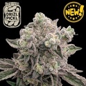 Drizl Pickl (Seedstockers) Feminisoidut
