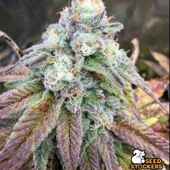 Fishy Zoap (Seedstockers) Feminisoidut