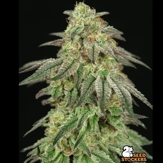 FUH F*cked Up Hippy (Seedstockers) Feminisoidut
