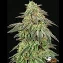 FUH F*cked Up Hippy (Seedstockers) Feminisoidut