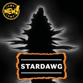 Stardawg (Seedstockers) feminisoidut