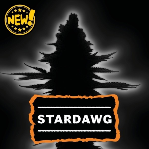 Stardawg (Seedstockers) Feminisoidut