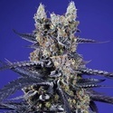 Super Boof XL Auto (Sweet Seeds) feminoidut