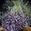 Super Boof XL Auto (Sweet Seeds) feminoidut