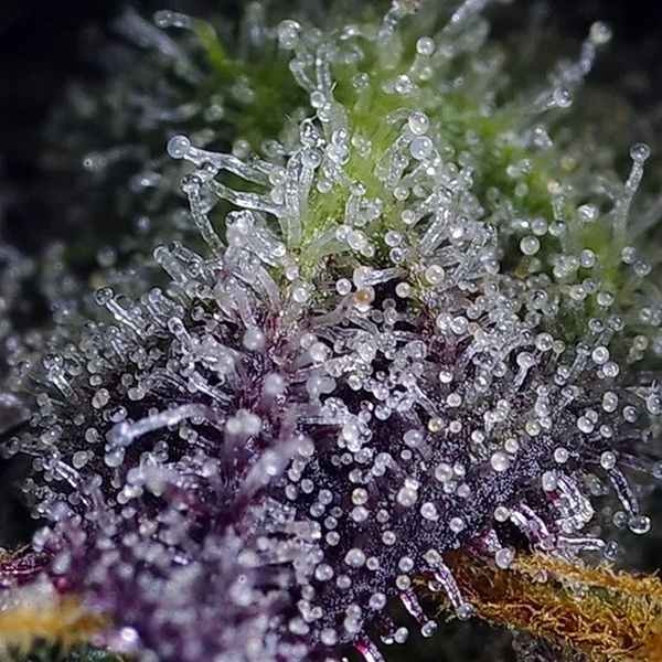 Super Boof XL Auto (Sweet Seeds) feminoidut