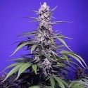 Permanent Marker XL Auto (Sweet Seeds) Feminisoidut