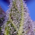 Permanent Marker XL Auto (Sweet Seeds) Feminisoidut