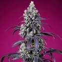 Tropicanna Cherry XL Auto (Sweet Seeds) Feminisoidut