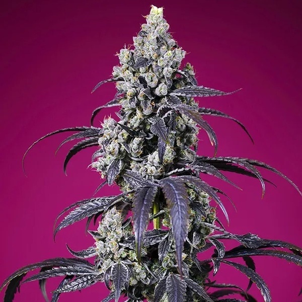 Tropicanna Cherry XL Auto (Sweet Seeds) Feminisoidut