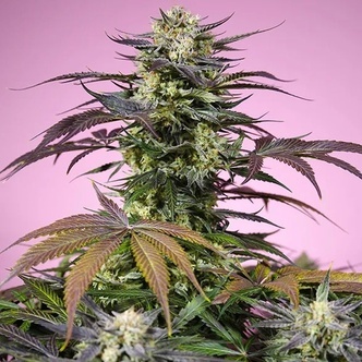 Gelonade (Sweet Seeds) feminisoidut