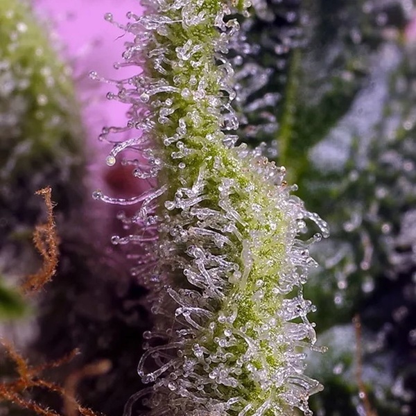 Gelonade (Sweet Seeds) Feminisoidut