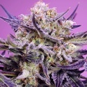 Pink Guava F1 Fast Version (Sweet Seeds) Feminisoiidut kannabiksen siemenet
