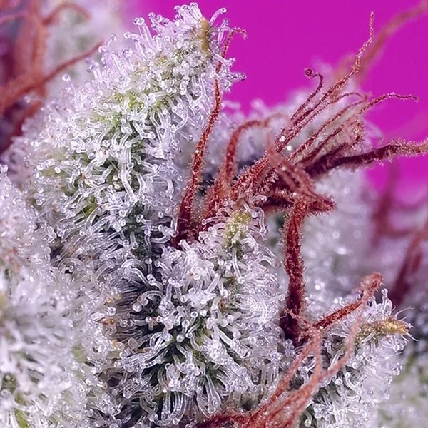 Pink Guava F1 Fast Version (Sweet Seeds) Feminisoiidut kannabiksen siemenet