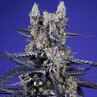Delicious & Resinous Mix Auto (Sweet Seeds) Feminisoidut