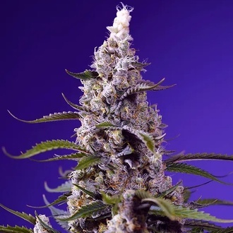 American Pie Mix (Sweet Seeds) Feminisoidut