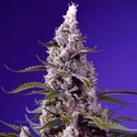 American Pie Mix (Sweet Seeds) Feminisoidut