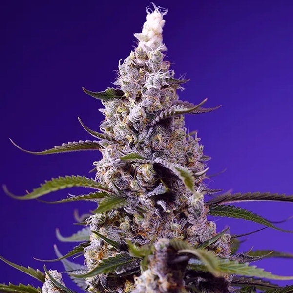 American Pie Mix (Sweet Seeds) Feminisoidut