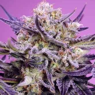 Terp Explosion Mix (Sweet Seeds) Feminisoidut