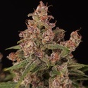 Banana Purple Auto (Paradise Seeds) Feminisoidut