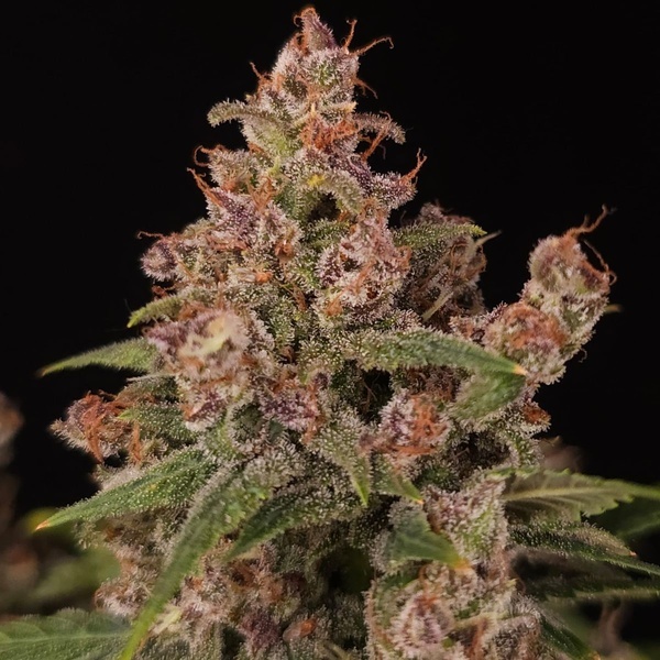 Banana Purple Auto (Paradise Seeds) Feminisoidut