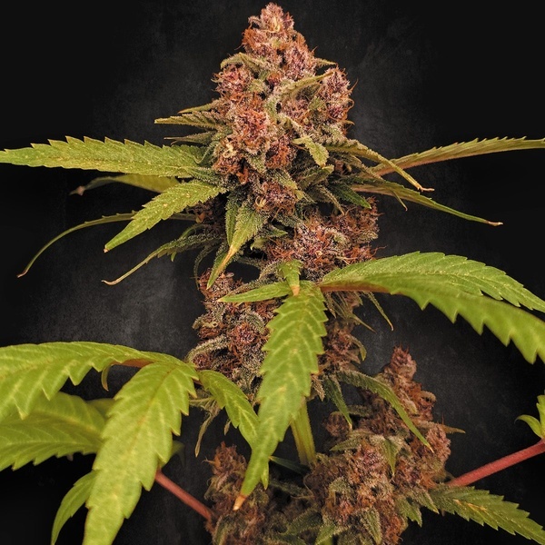 Banana Purple Auto (Paradise Seeds) Feminisoidut