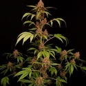 Banana Purple Auto (Paradise Seeds) Feminisoidut