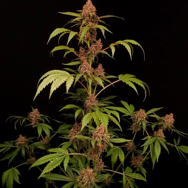 Banana Purple Auto (Paradise Seeds) Feminisoidut