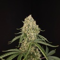 Tropical Fruit Cake (Paradise Seeds) Feminisoidut