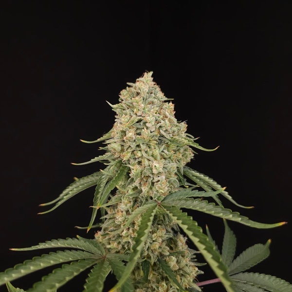 Tropical Fruit Cake (Paradise Seeds) Feminisoidut