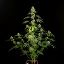 Tropical Fruit Cake (Paradise Seeds) Feminisoidut