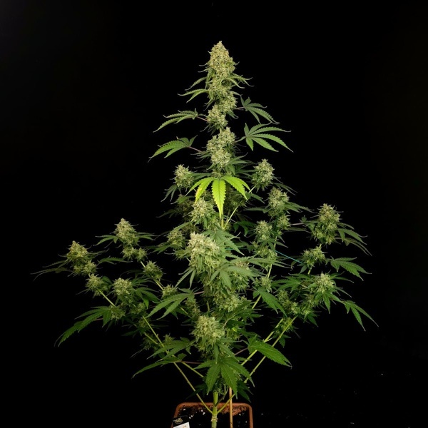 Tropical Fruit Cake (Paradise Seeds) Feminisoidut