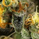 Tropical Fruit Cake (Paradise Seeds) Feminisoidut