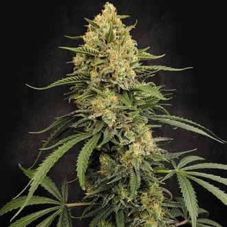 Zesty Bliss (Paradise Seeds) Feminisoidut