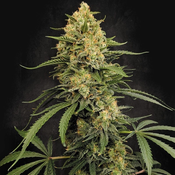 Zesty Bliss (Paradise Seeds) Feminisoidut