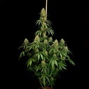 Zesty Bliss (Paradise Seeds) Feminisoidut