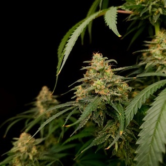 Zesty Bliss (Paradise Seeds) Feminisoidut