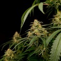 Zesty Bliss (Paradise Seeds) Feminisoidut