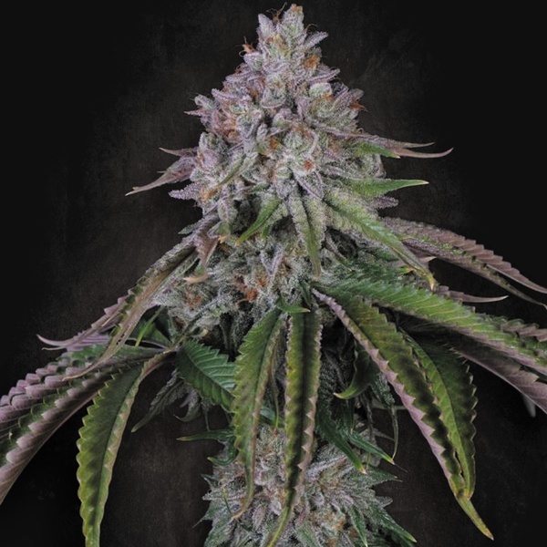Velvet Mist (Paradise Seeds) Feminisoidut