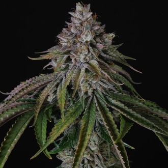 Velvet Mist (Paradise Seeds) Feminisoidut