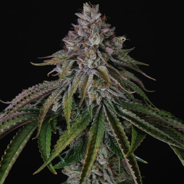 Velvet Mist (Paradise Seeds) Feminisoidut