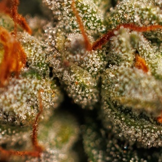 Velvet Mist (Paradise Seeds) Feminisoidut
