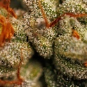 Velvet Mist (Paradise Seeds) Feminisoidut