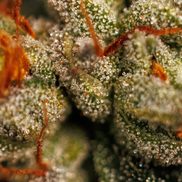 Velvet Mist (Paradise Seeds) Feminisoidut