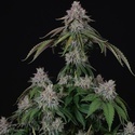 Velvet Mist (Paradise Seeds) Feminisoidut