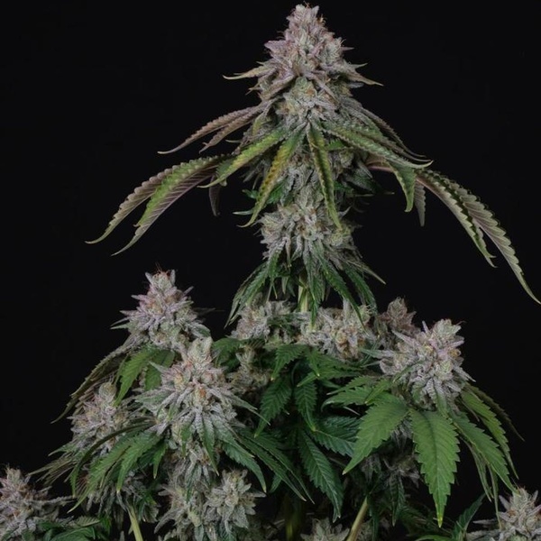 Velvet Mist (Paradise Seeds) Feminisoidut