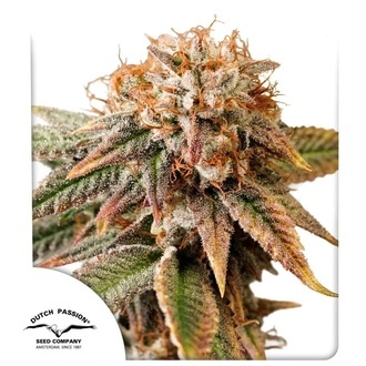 Auto Kingston Punch (Dutch Passion) Feminisoidut