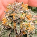 Auto Kingston Punch (Dutch Passion) Feminisoidut